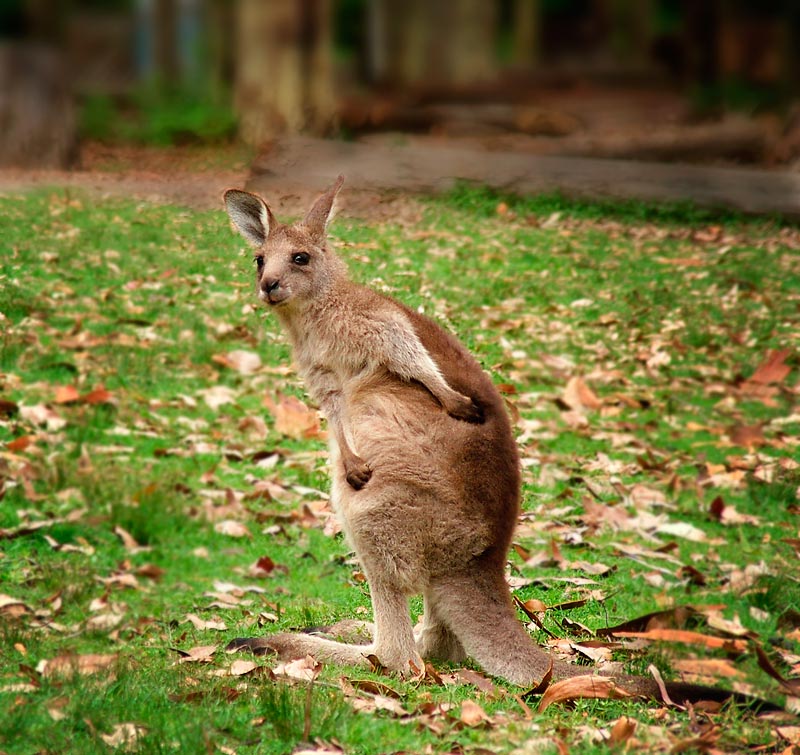 фото "Young Roo" метки: природа, путешествия, Австралия, дикие животные