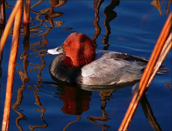 photo "duck" tags: nature, wild animals