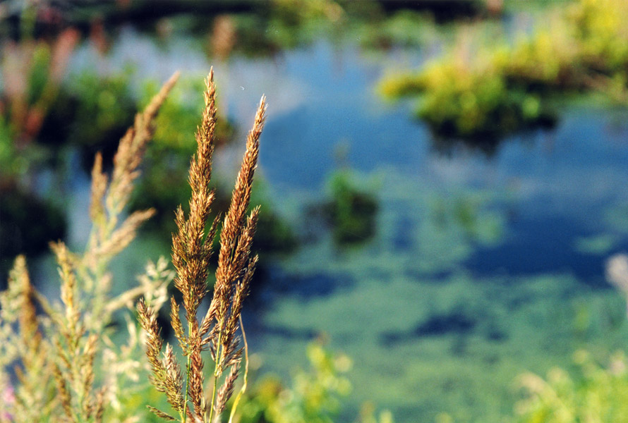 photo "The found charm ..." tags: nature, landscape, flowers, water