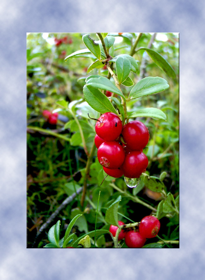 photo "Cowberry" tags: nature, macro and close-up, flowers