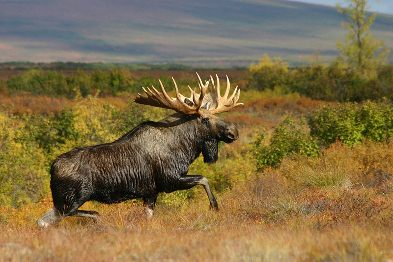 photo "The Rack" tags: nature, wild animals