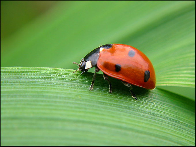 фото "ladybug" метки: природа, макро и крупный план, 