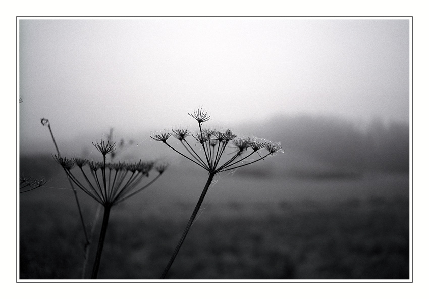 photo "Drying out .... Maybe next year ?" tags: nature, black&white, flowers