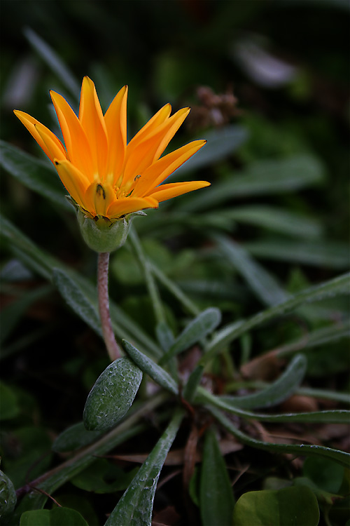 photo "ContrastFlower" tags: nature, macro and close-up, flowers