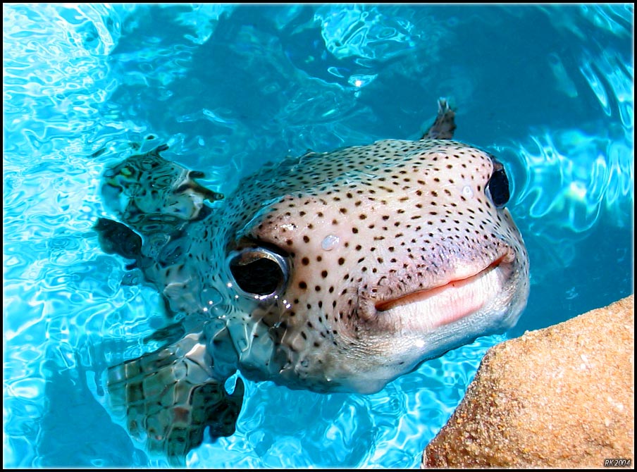 photo "Puffer Fish" tags: nature, wild animals