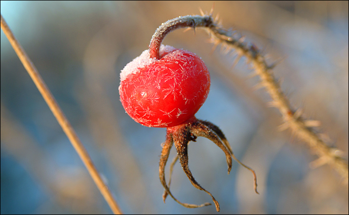 фото "Зимний этюд" метки: природа, макро и крупный план, цветы