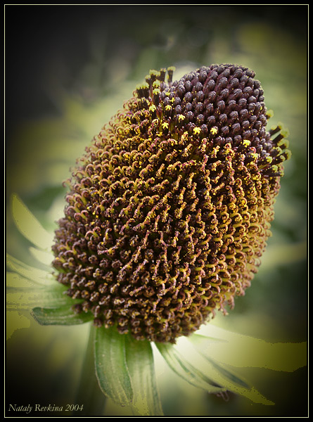 photo "* * *" tags: nature, macro and close-up, flowers