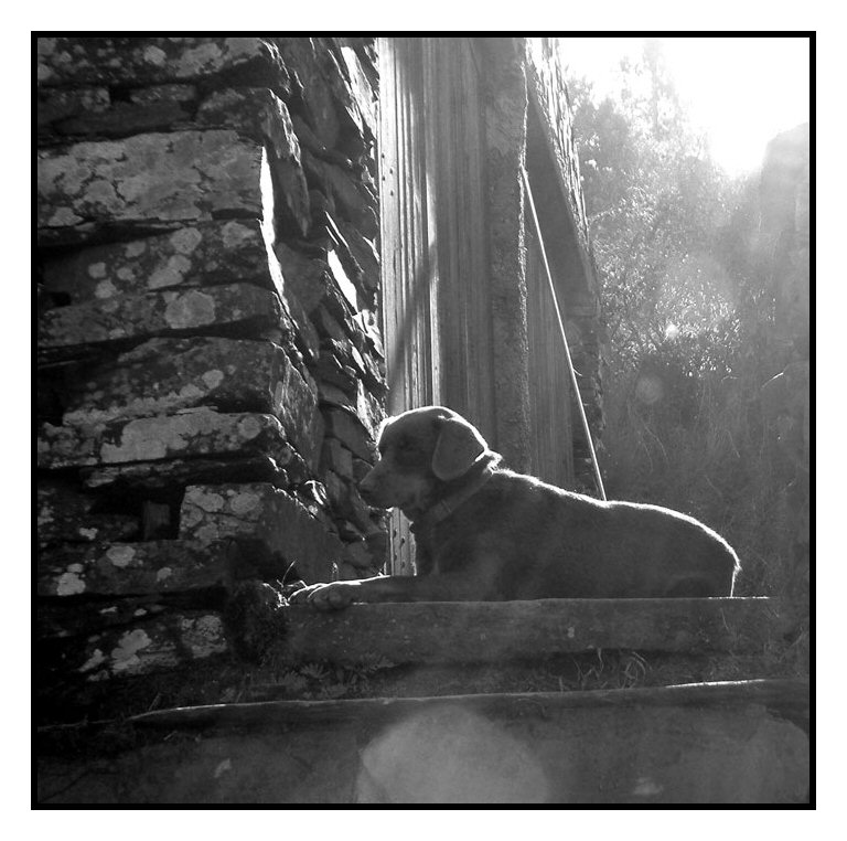 photo "a sunday of dog" tags: nature, pets/farm animals