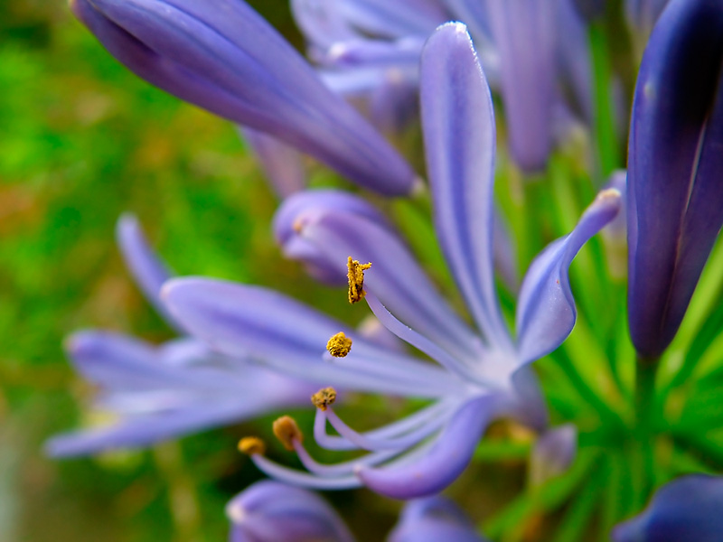 фото "Flower" метки: природа, макро и крупный план, цветы