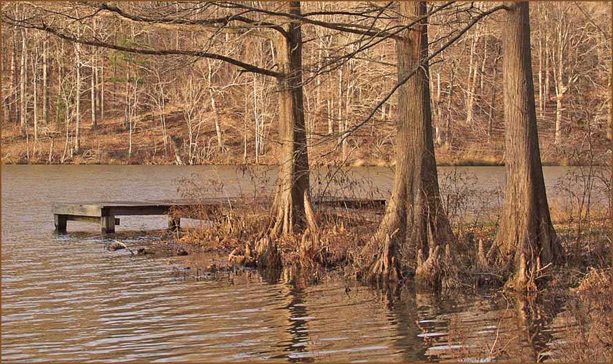 photo "Sounds of Silence" tags: landscape, forest, water