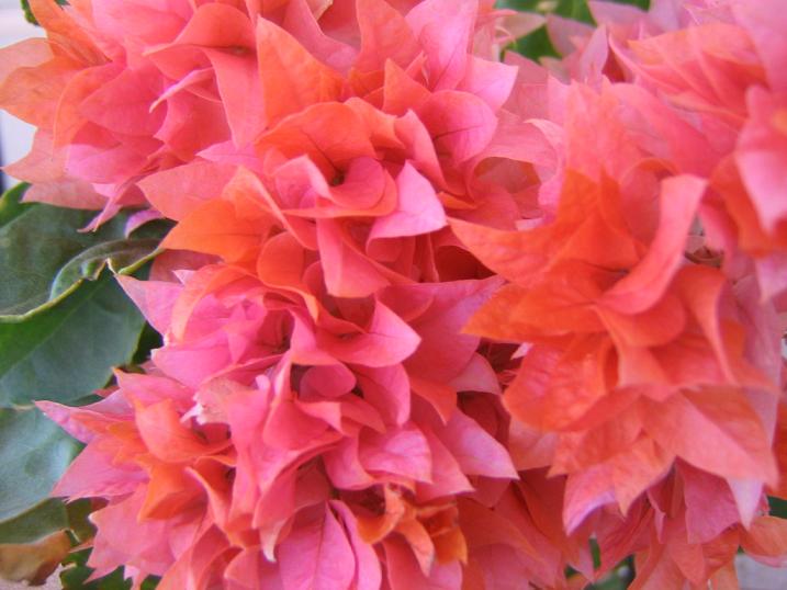 photo "Flowers" tags: nature, flowers
