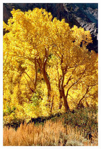 photo "Backlighted aspen" tags: misc., 