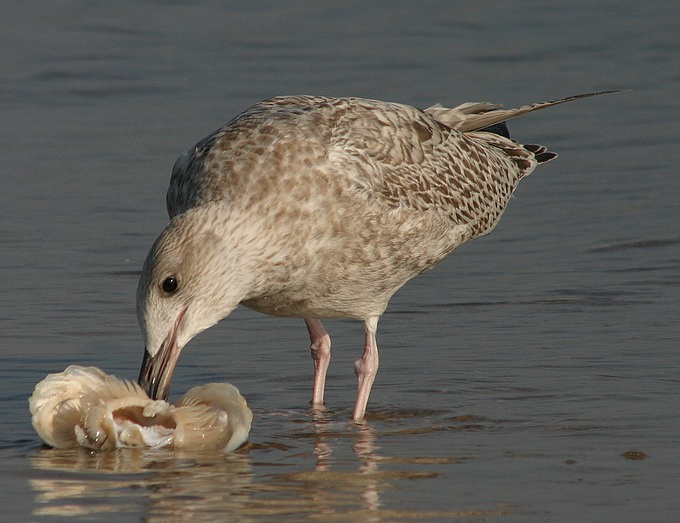 photo "I am eating" tags: nature, wild animals