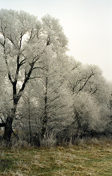 photo "Hoar-frost (2)" tags: landscape, winter