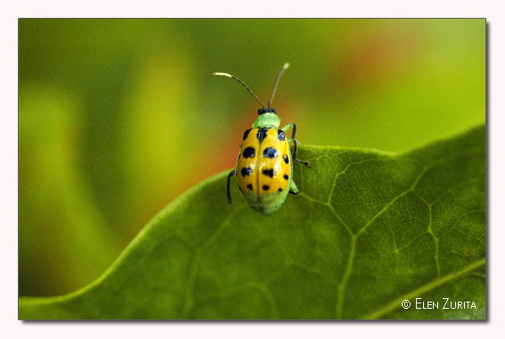 photo "Brazilian Bug" tags: macro and close-up, nature, insect