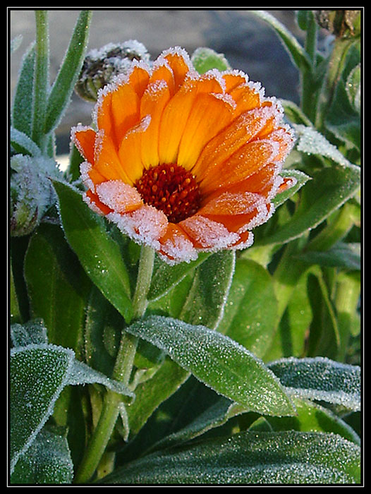фото "Дыхание зимы - I" метки: природа, макро и крупный план, цветы