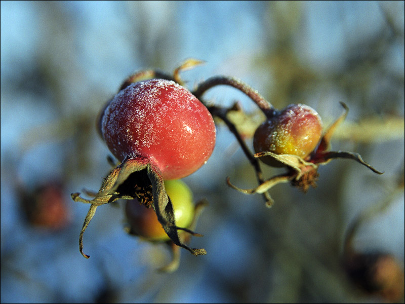 photo "Dogrose" tags: macro and close-up, nature, flowers