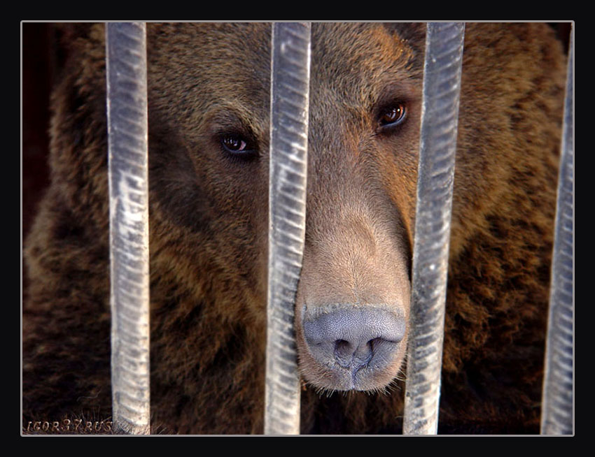 photo "" The sight - 2... (Bear)" tags: nature, wild animals