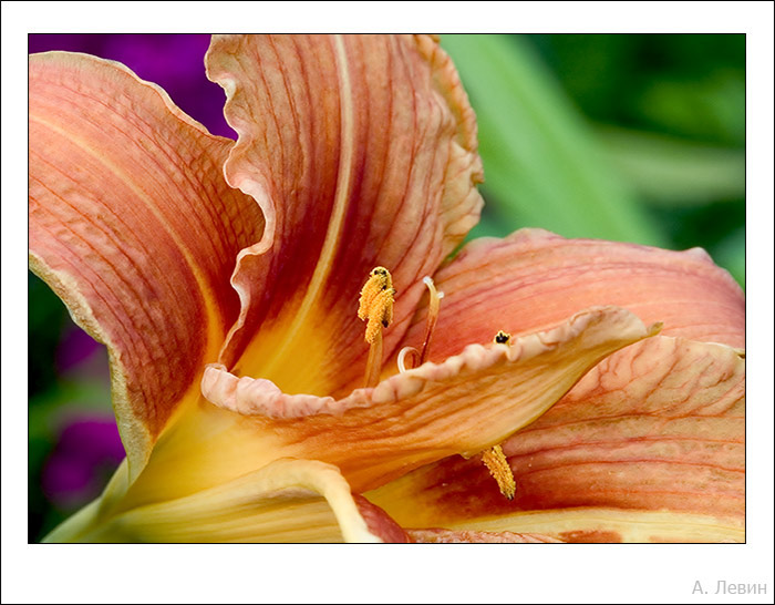 photo "*" tags: nature, macro and close-up, 