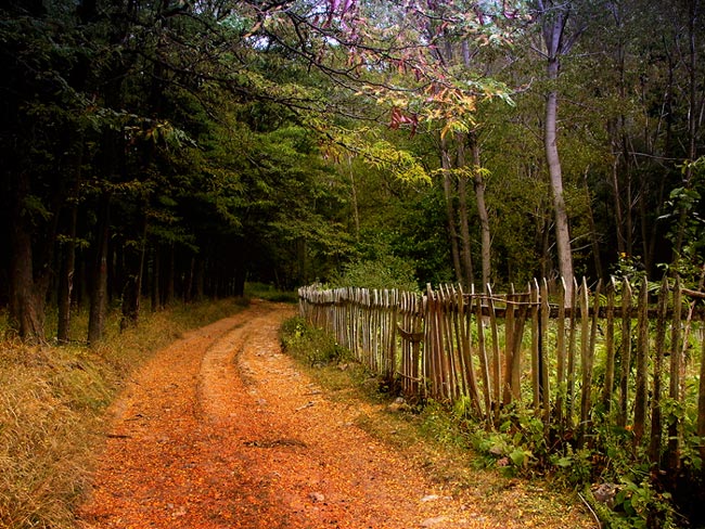 photo "autumn in the Balkan" tags: landscape, forest