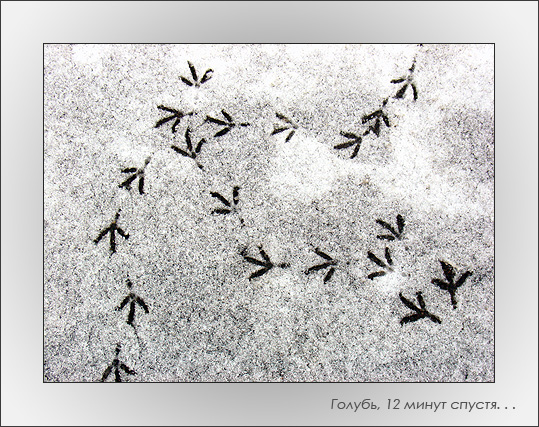 фото "Голубь, 12 минут спустя. . ." метки: разное, природа, 