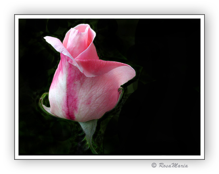 фото "... simple rose..." метки: природа, цветы