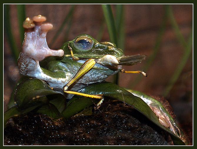 photo "... and has eaten a grasshopper! (children`s song)" tags: macro and close-up, nature, wild animals