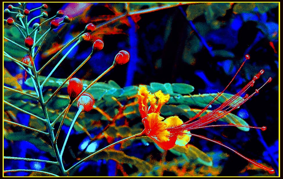 photo "Nevis Berries" tags: nature, travel, flowers