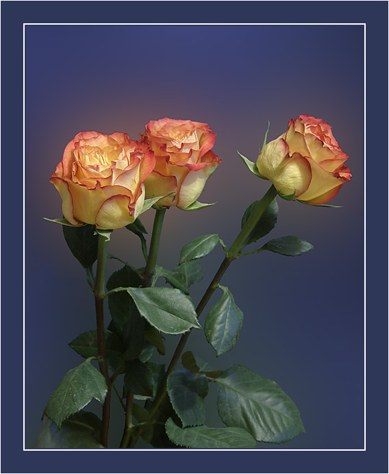 photo "Three roses" tags: nature, flowers