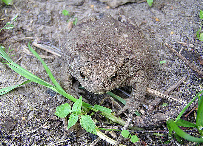 photo "camouflage" tags: nature, wild animals