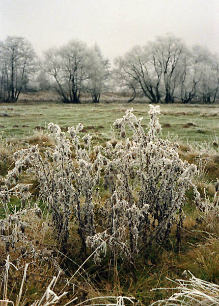photo "Hoar-frost (3)" tags: landscape, winter