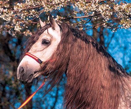 фото "Horse" метки: природа, домашние животные