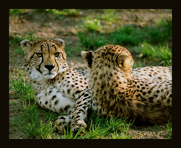 фото "twins" метки: природа, дикие животные