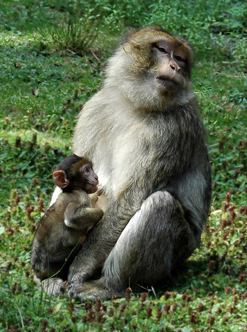 photo "Monkey family" tags: nature, portrait, wild animals