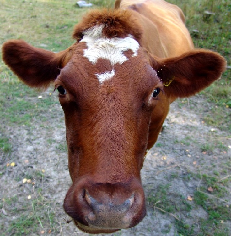 photo "COW" tags: portrait, nature, pets/farm animals