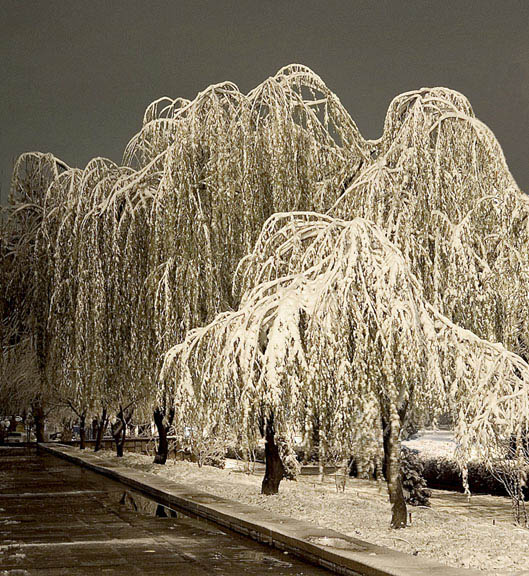 фото "холодно" метки: природа, цветы