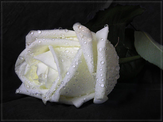 photo "La rose triste" tags: nature, macro and close-up, flowers