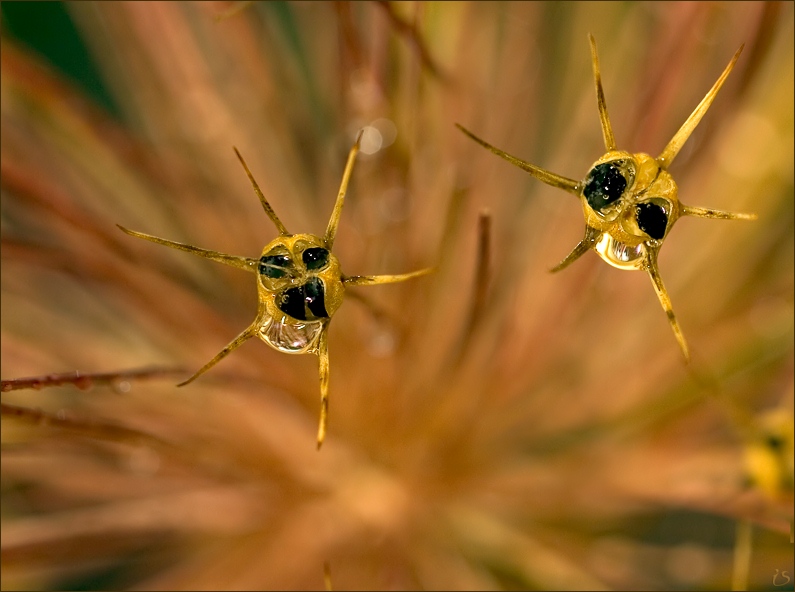 photo "The Aliens." tags: macro and close-up, nature, flowers