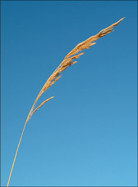 photo "wing" tags: nature, landscape, flowers, winter