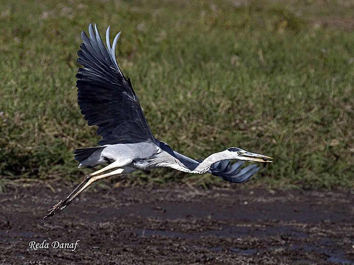 photo "Heron 3" tags: travel, nature, Africa, wild animals