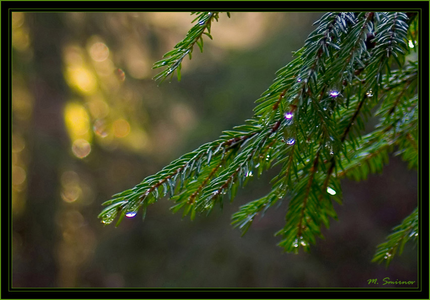 photo "Morning" tags: landscape, forest