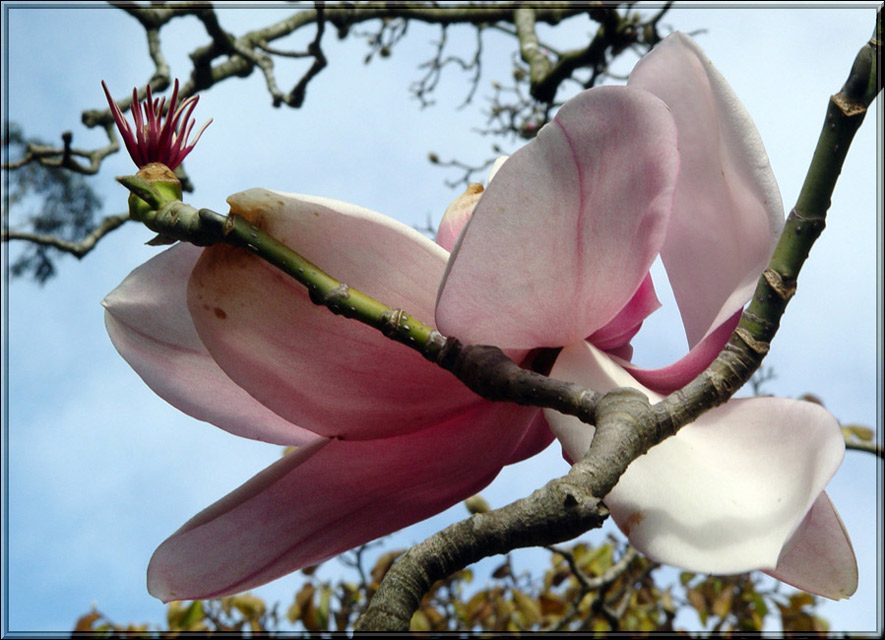 photo "Prelude" tags: nature, flowers