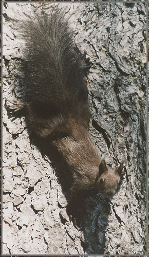 photo "Squirrel" tags: nature, wild animals