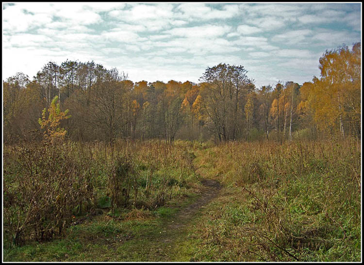 photo "Way to nowhere" tags: landscape, forest, summer