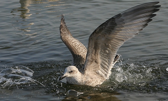 photo "Landing" tags: nature, wild animals