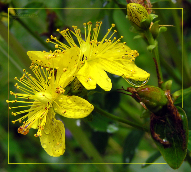 photo "Wildflowers." tags: nature, macro and close-up, flowers