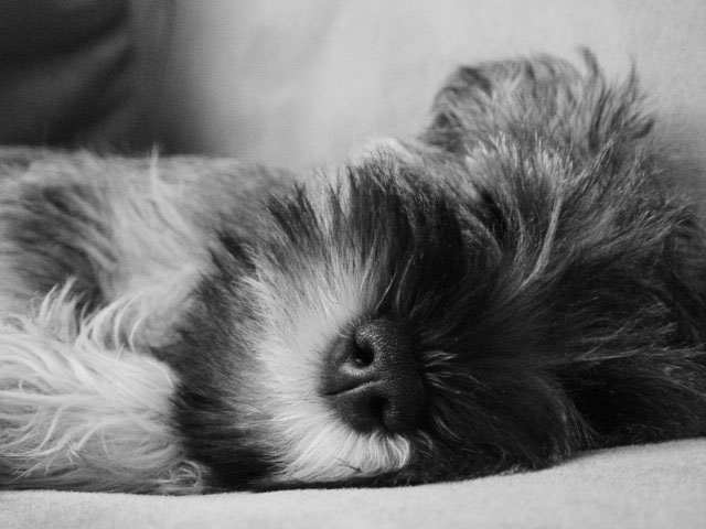 photo "Baby puppy sleeping" tags: misc., 
