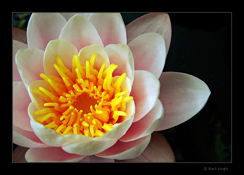 photo "Queen for a Day..." tags: nature, macro and close-up, flowers