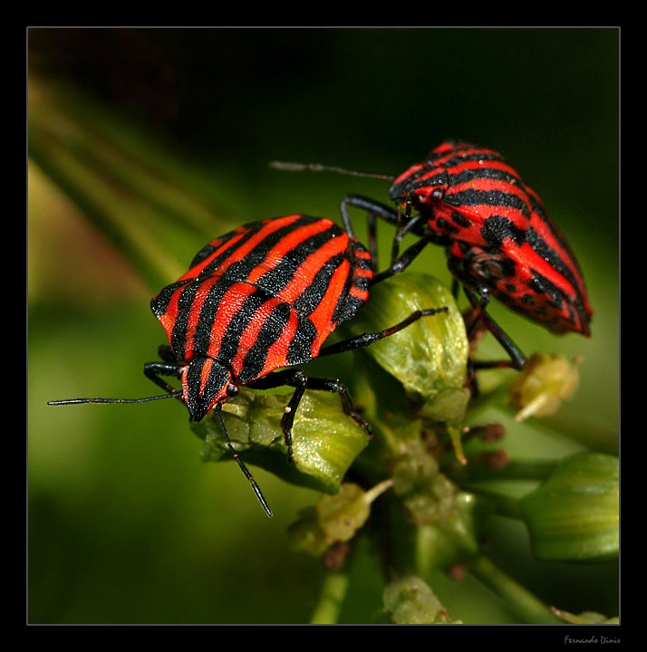 photo "Persecution" tags: nature, macro and close-up, insect