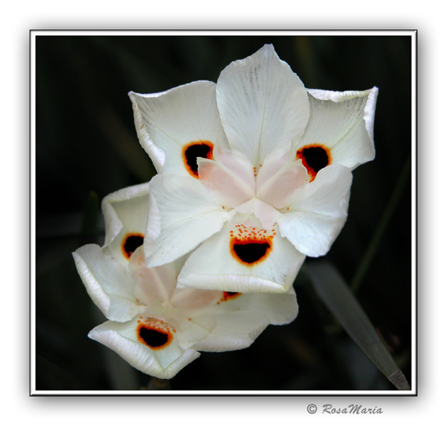 photo "Duet" tags: nature, flowers